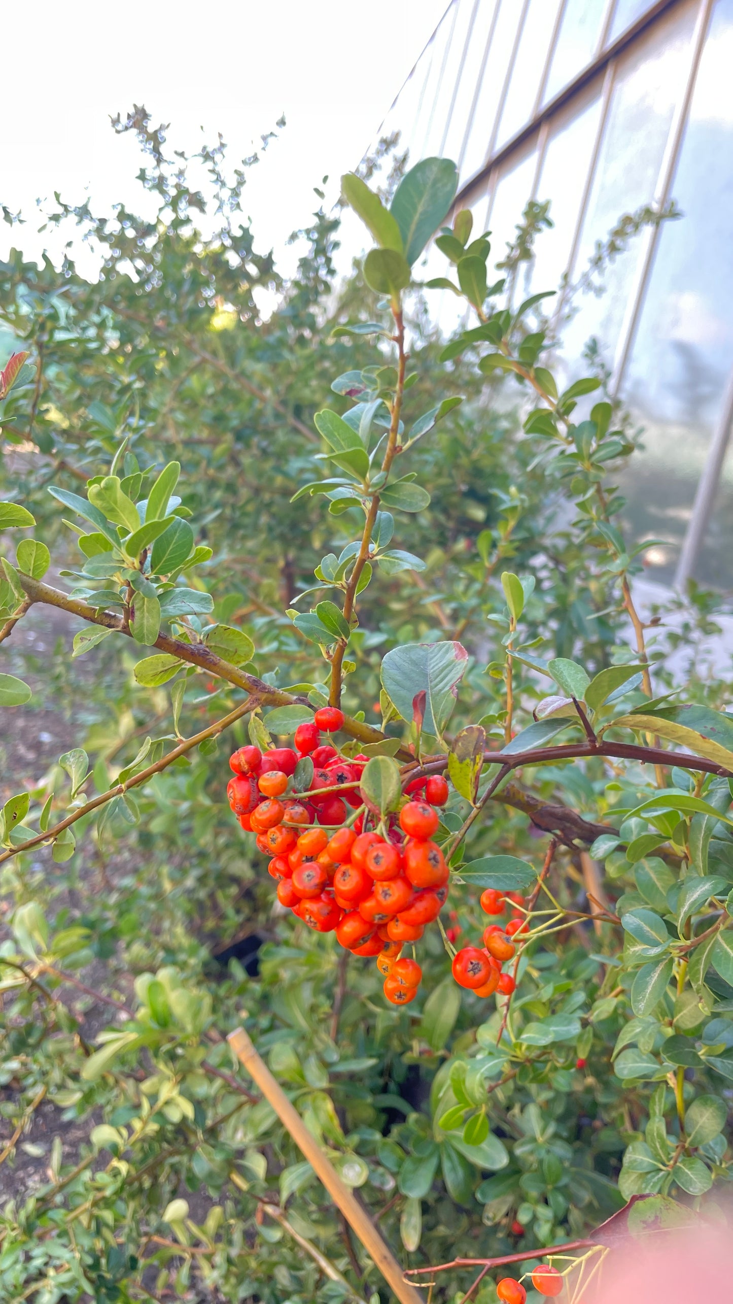 Pyracantha crataegus