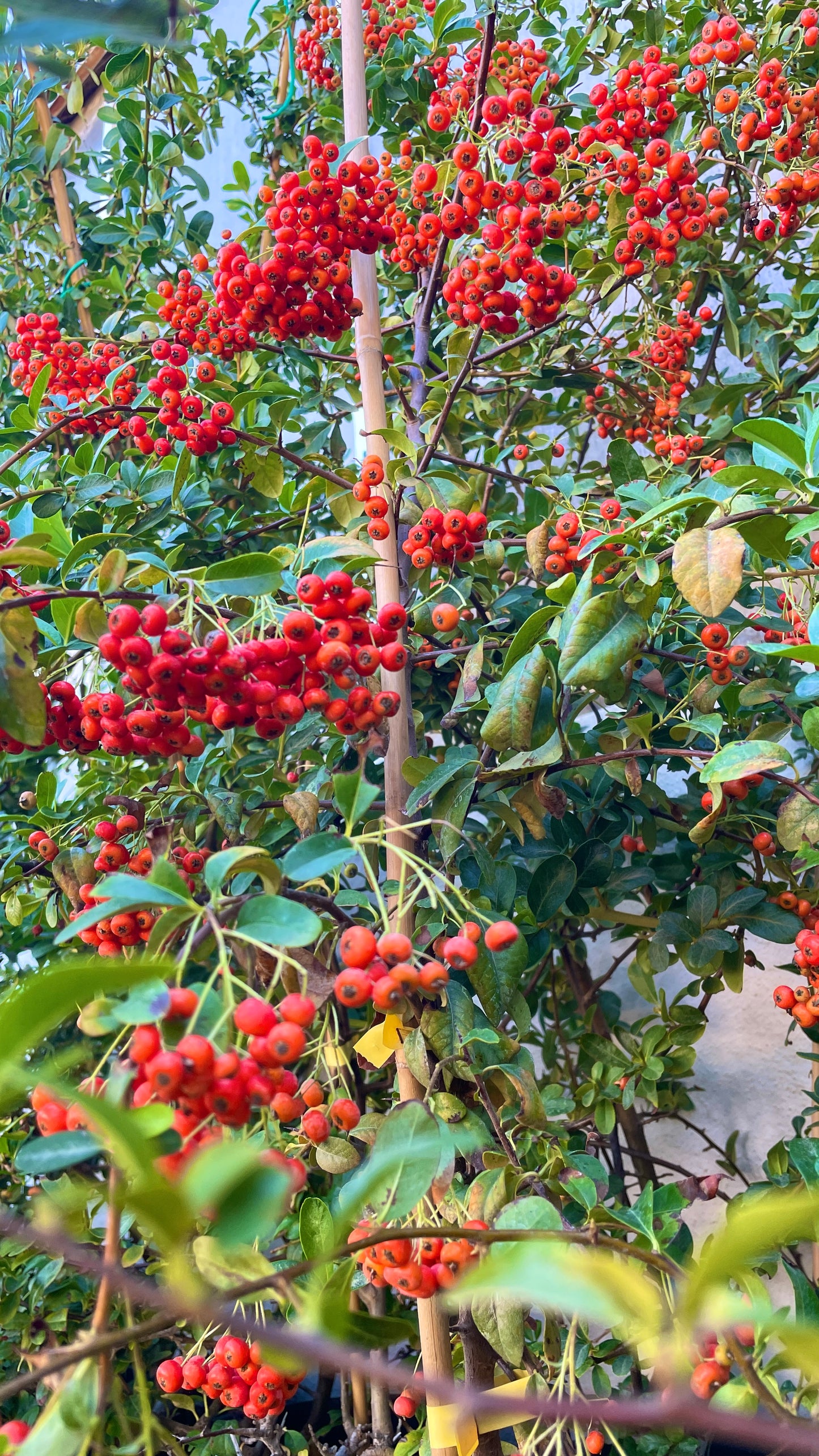 Pyracantha crataegus