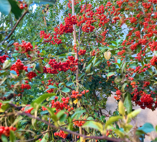 Pyracantha crataegus