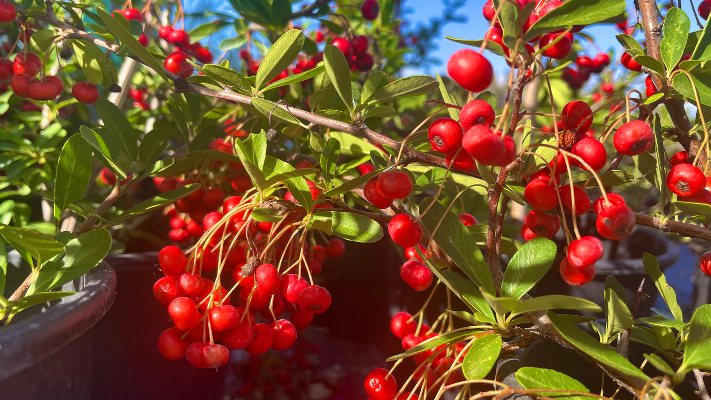 Pyracantha crataegus