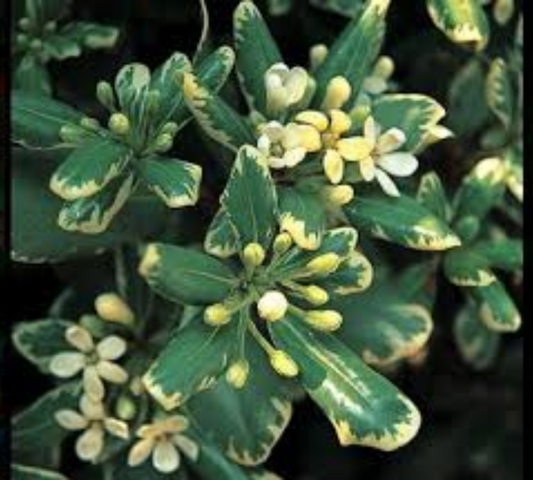Pittosporum heterophyllum variegata