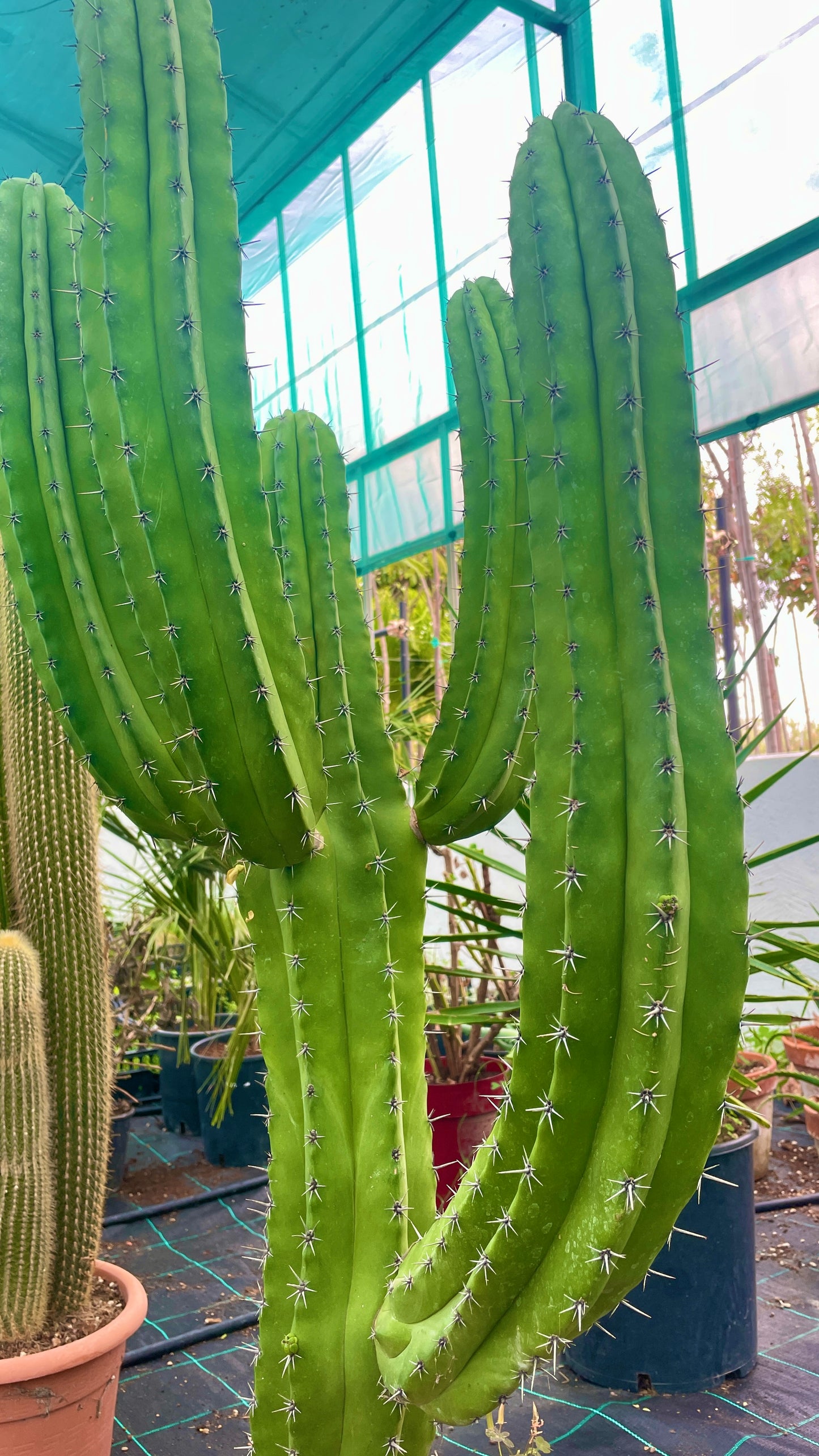 Polaskia Chichipe V 35 cm H 100 cm