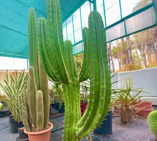 Polaskia Chichipe V 35 cm H 100 cm