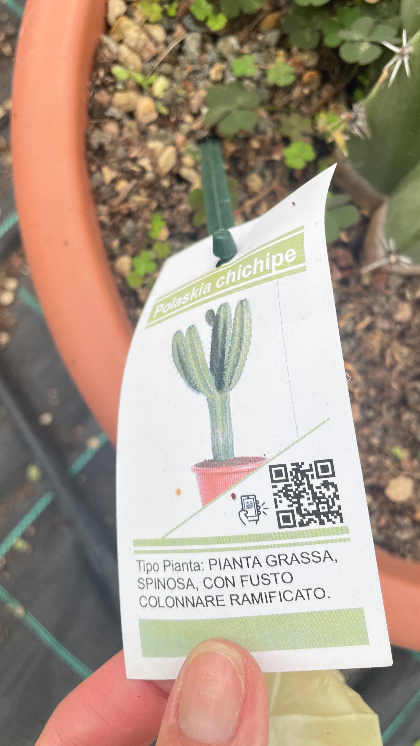 Polaskia Chichipe V 35 cm H 100 cm