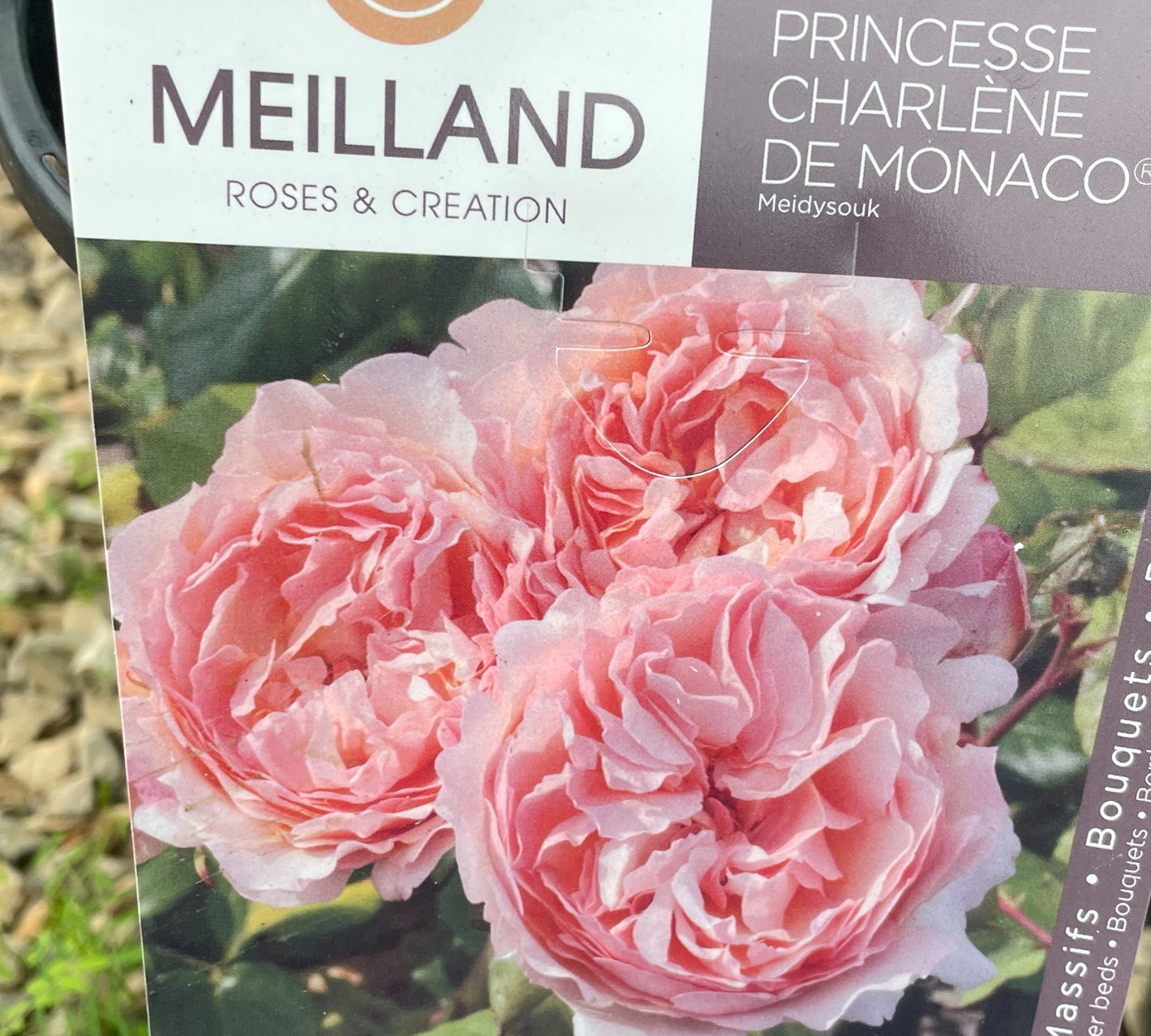 Princesse Charlene de Monaco Meidysouk