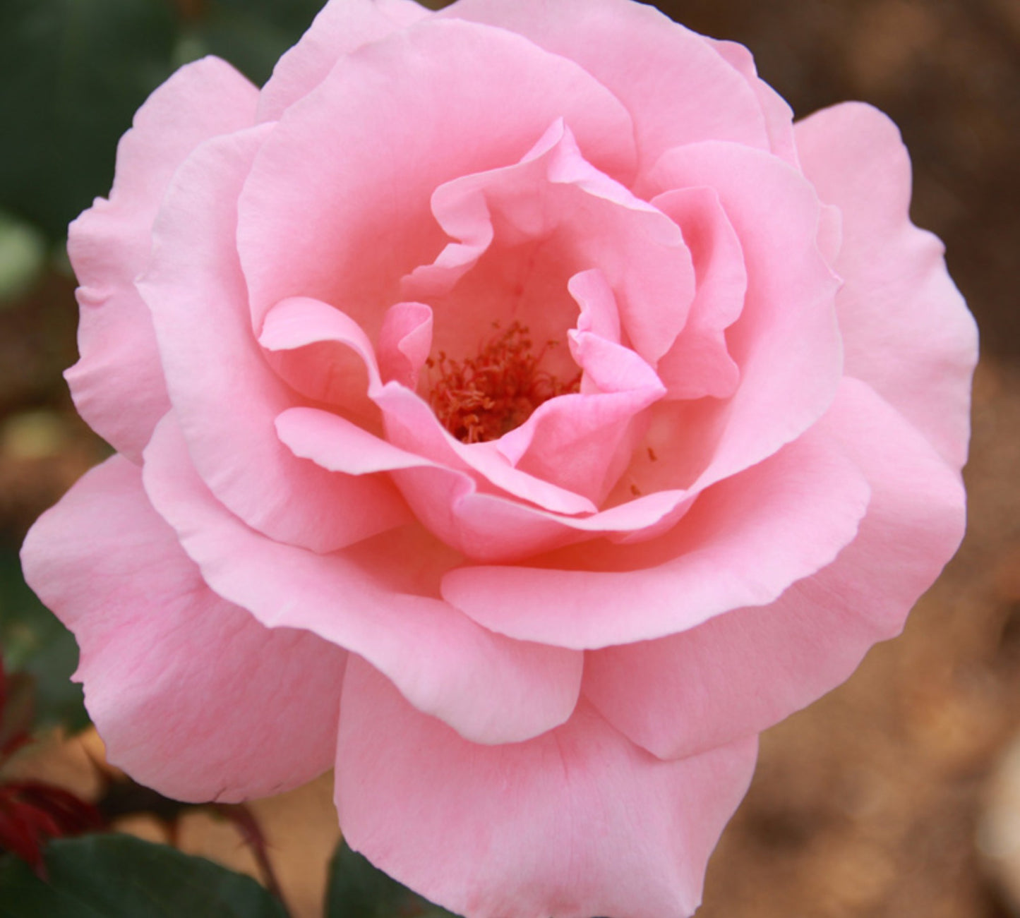 Queen Elisabeth v22 cm