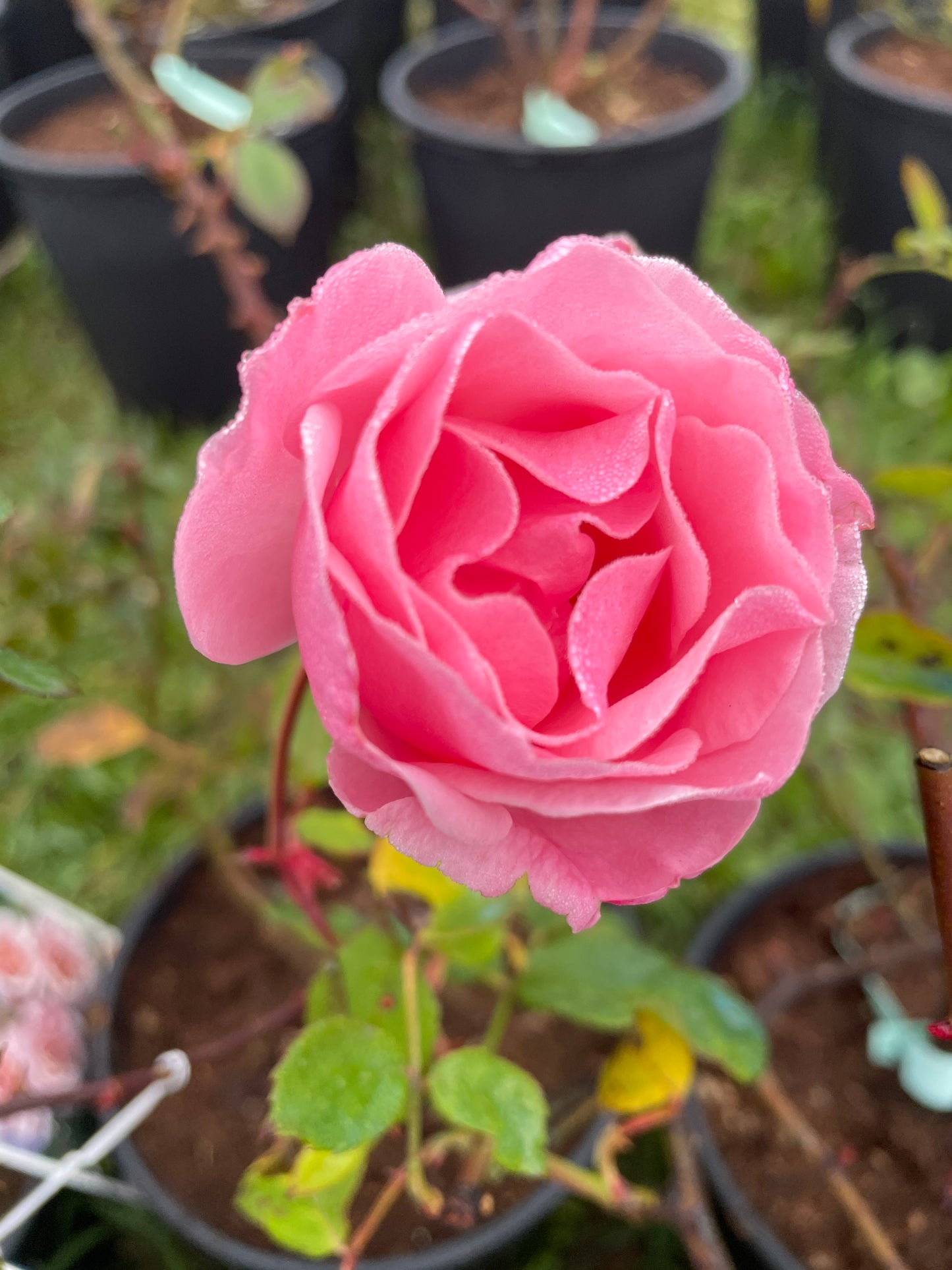 Queen Elisabeth v22 cm