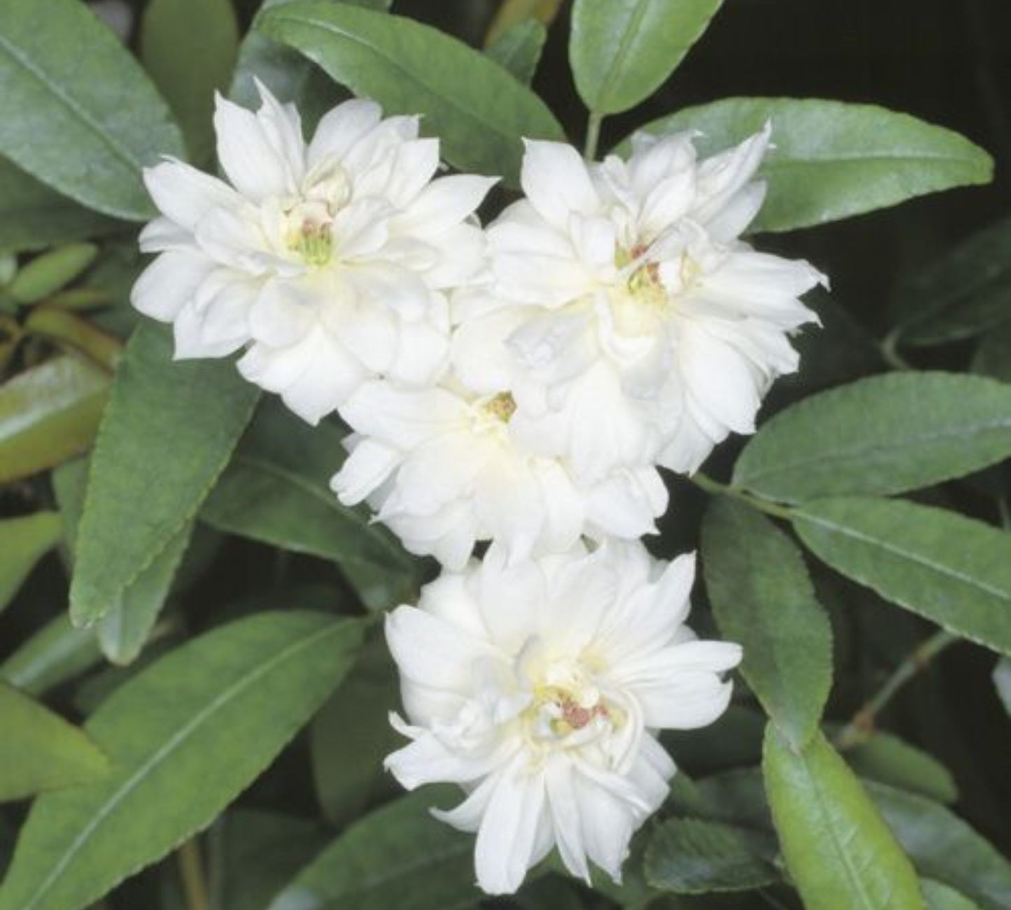 Banksiae alba plena v24 cm