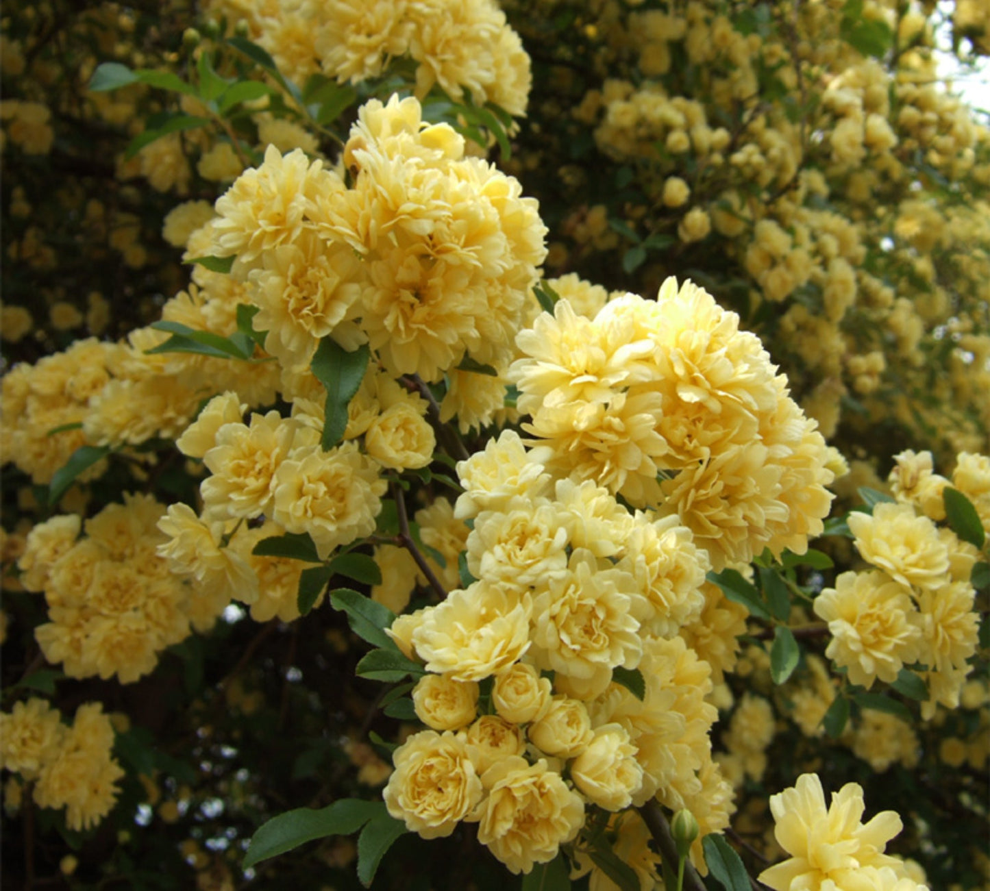 Banksiae Lutera v24 cm