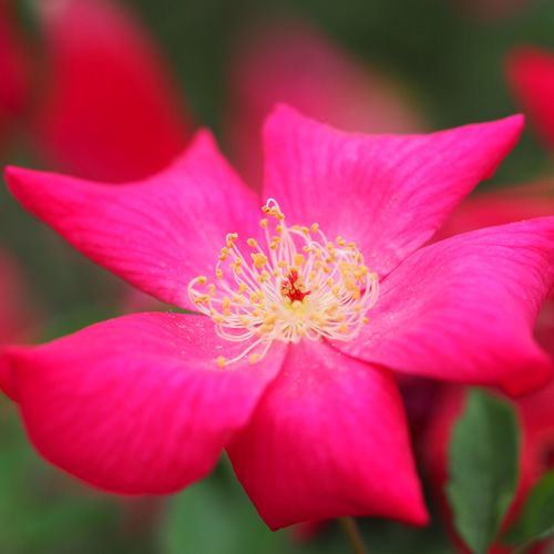 Chinensis Mutabilis v22 cm