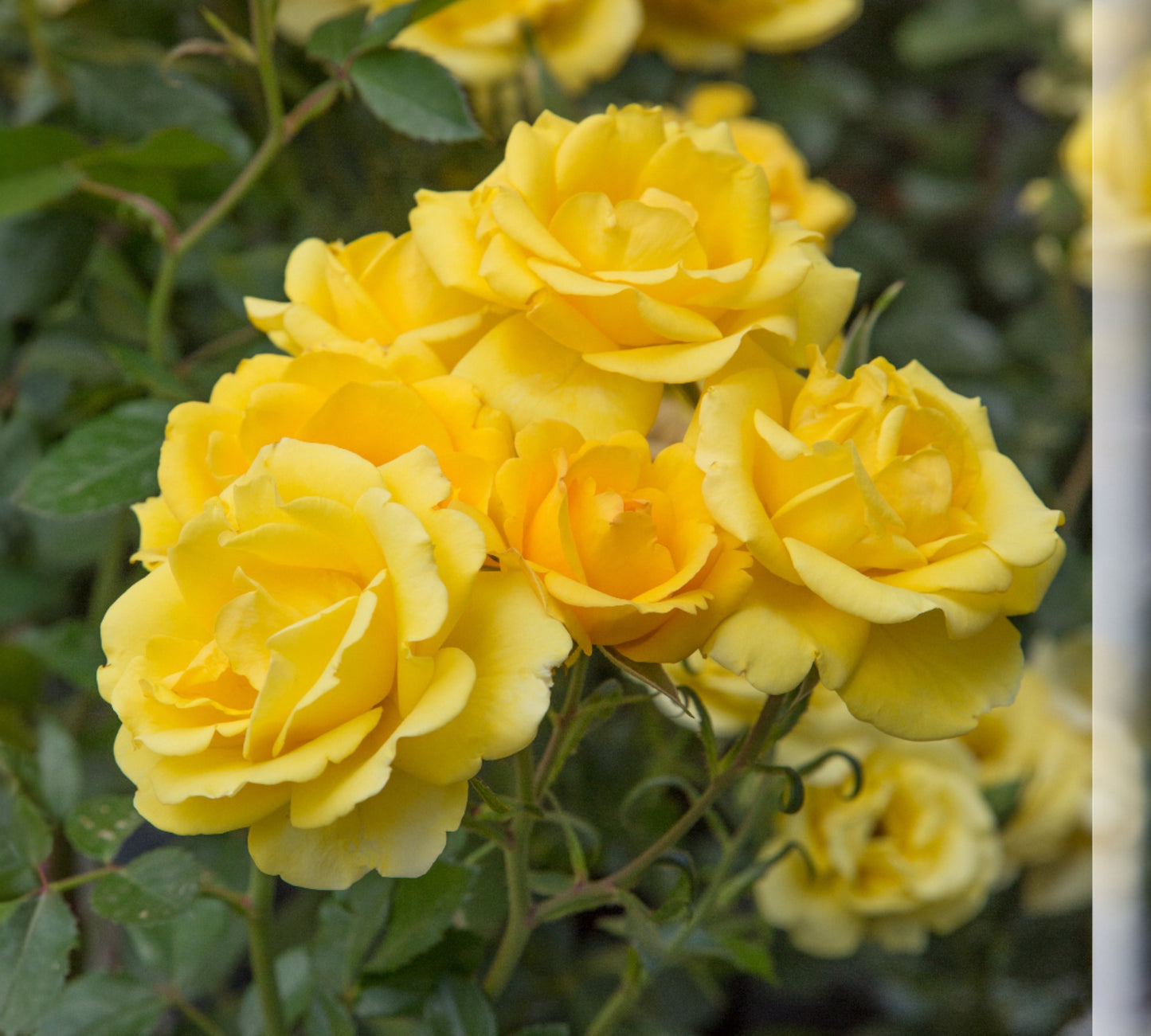 Rayon de Soleil Meiancyd