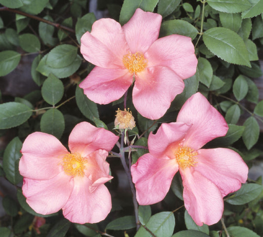 Chinensis Mutabilis v22 cm