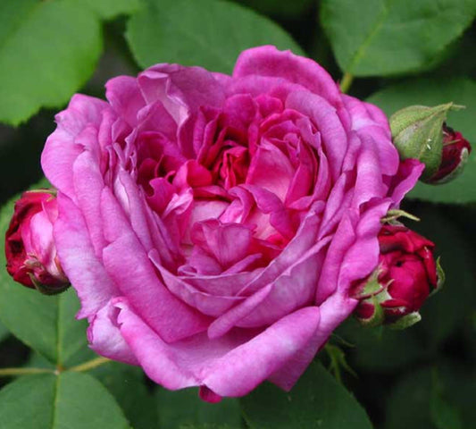 Reine de Violette v22 cm