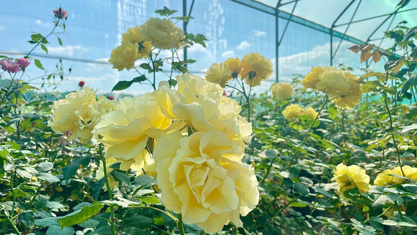 Rimosa Meigro-Nurisar