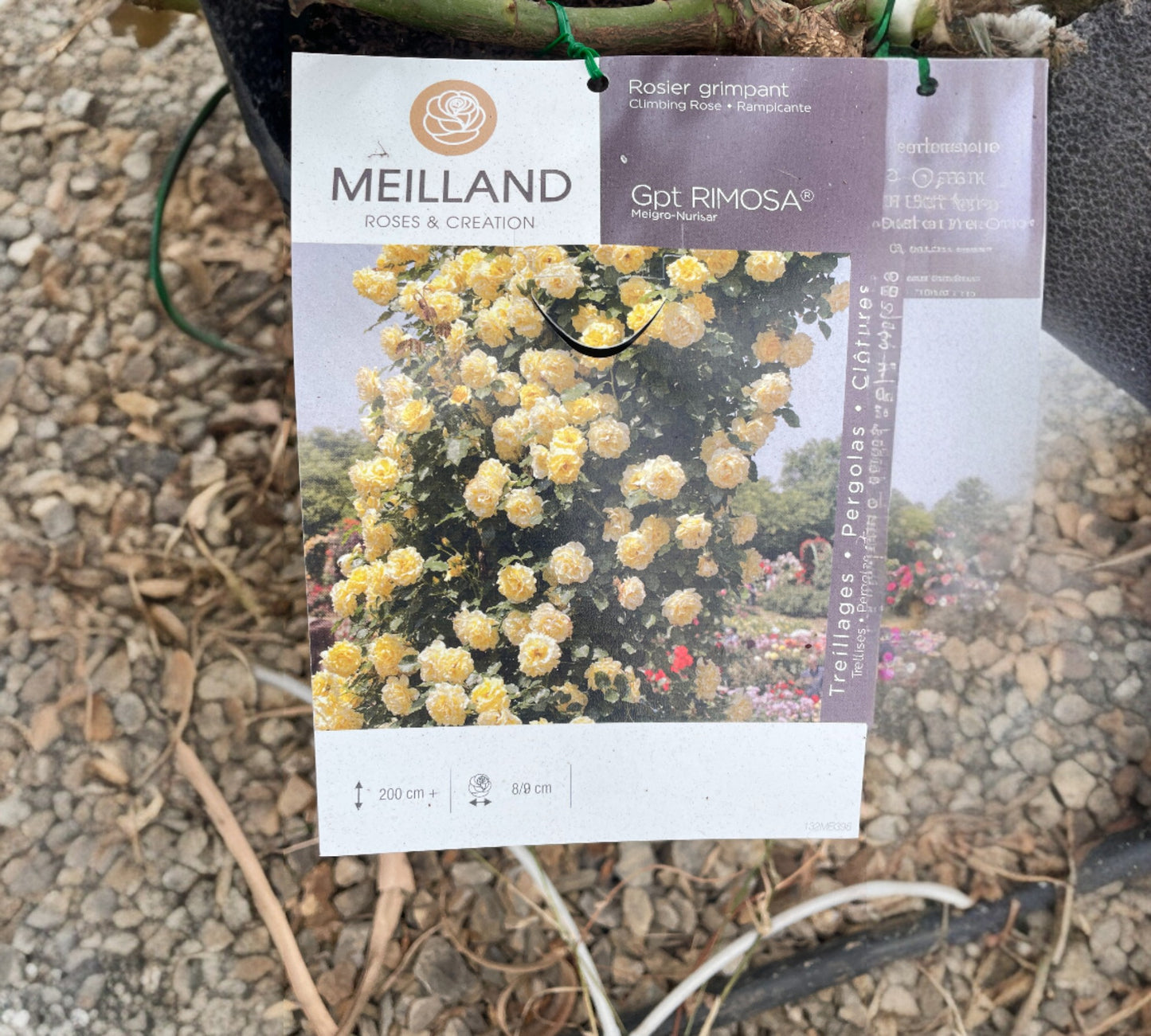 Rimosa Meigro-Nurisar