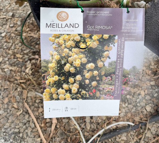 Rimosa Meigro-Nurisar