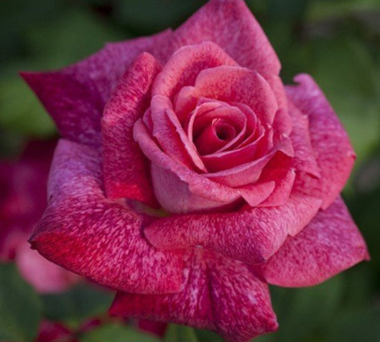 Pierre Cardin Meilolipo