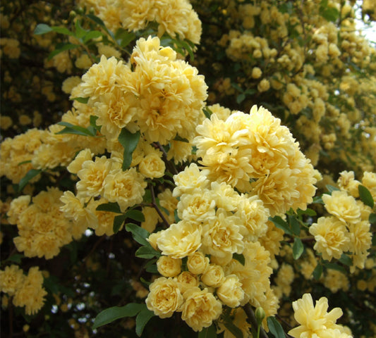Rosa Banksiae Lutera