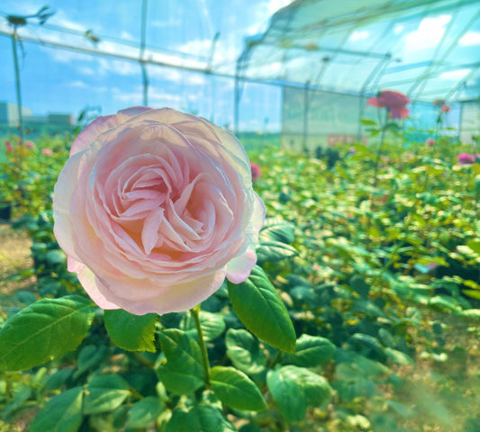 Rosa Belle Romantica Meigapencey