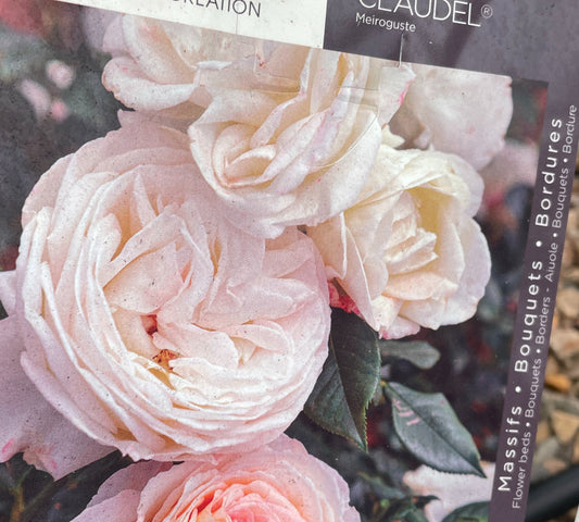 Rosa Camille Claudel Meiroguste