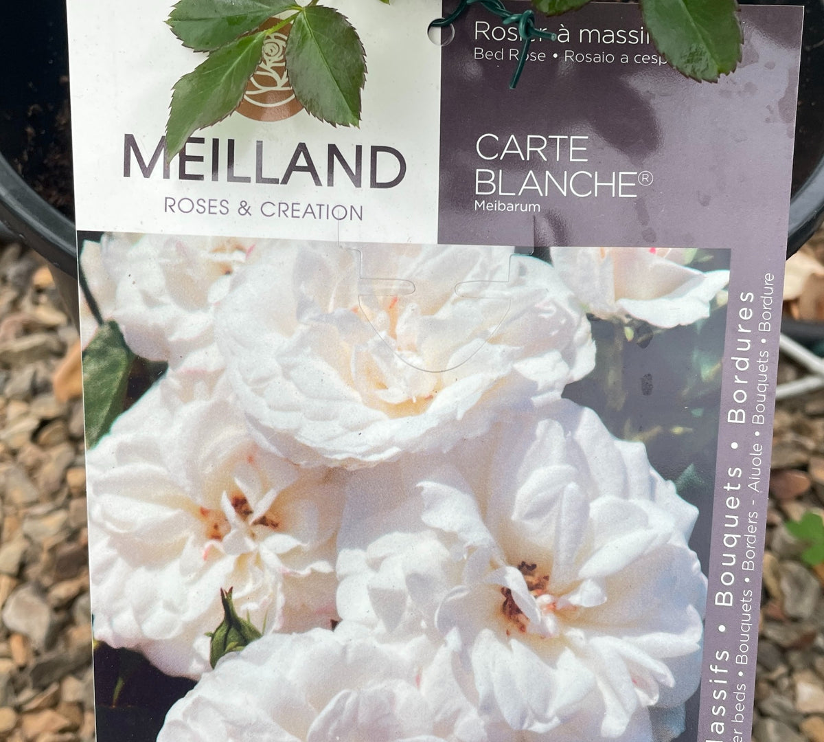 Rosa Carte Blanche Meibarum