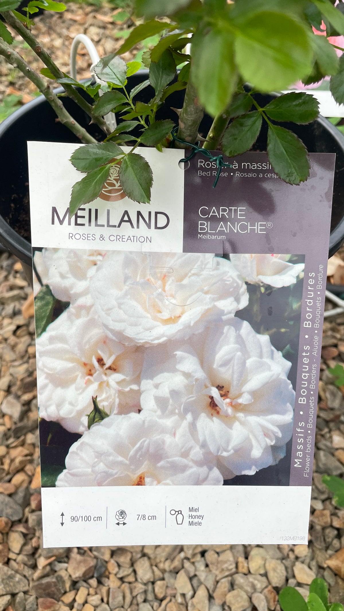 Rosa Carte Blanche Meibarum