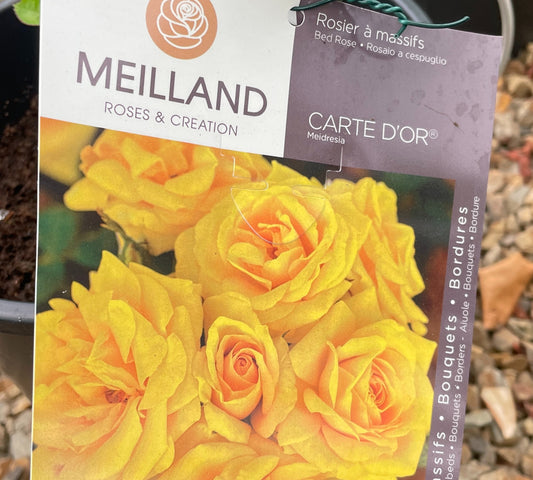 Rosa Carte D'Or Meidresia