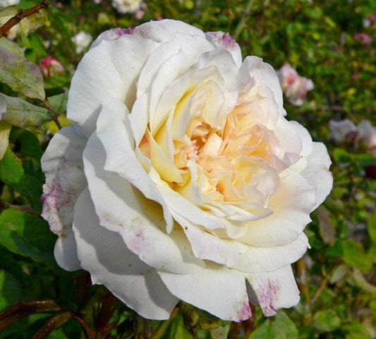 Rosa Celine Forestier 