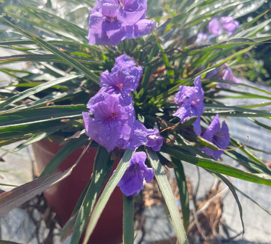 Ruellia brittoniana