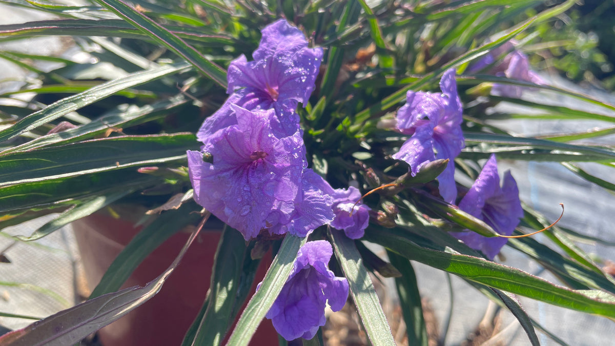 Ruellia brittoniana