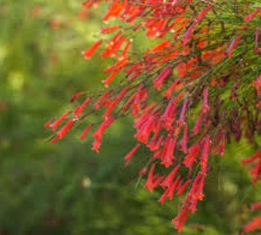Russelia Equisetiformis