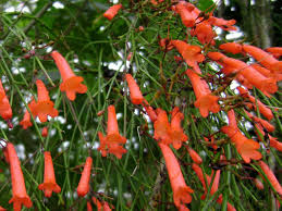 Russelia Equisetiformis