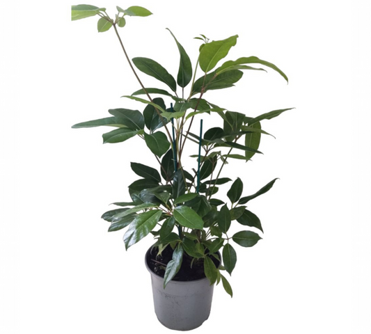 Schefflera actinophylla v50 cm