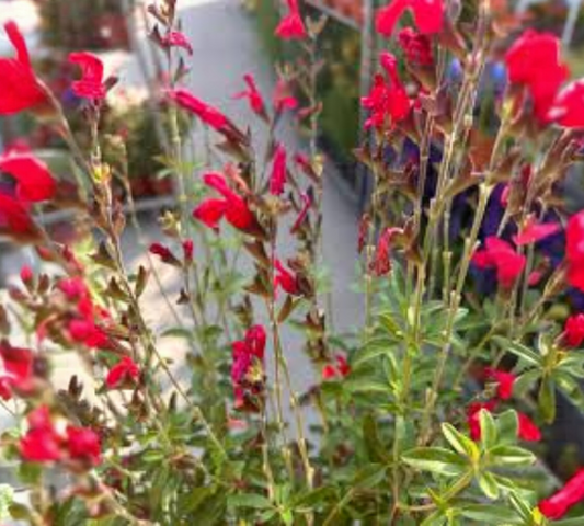 Salvia greggii