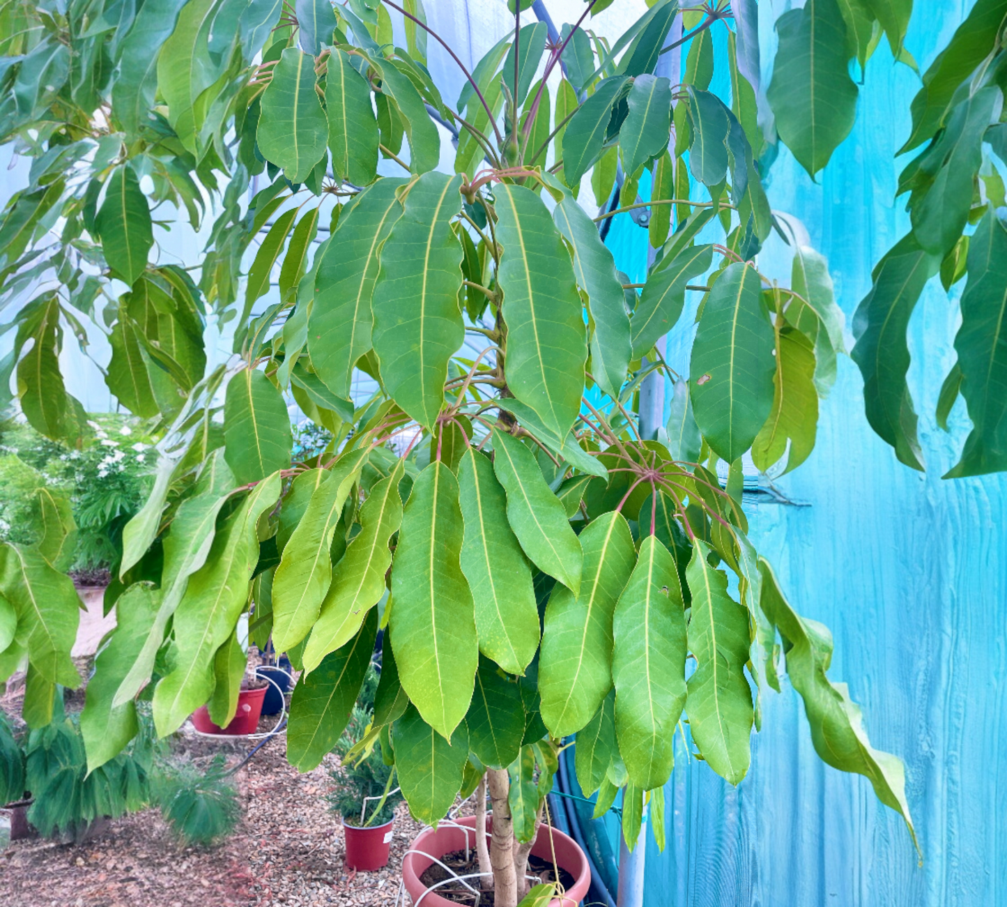 Schefflera actinophylla 80 cm, v50