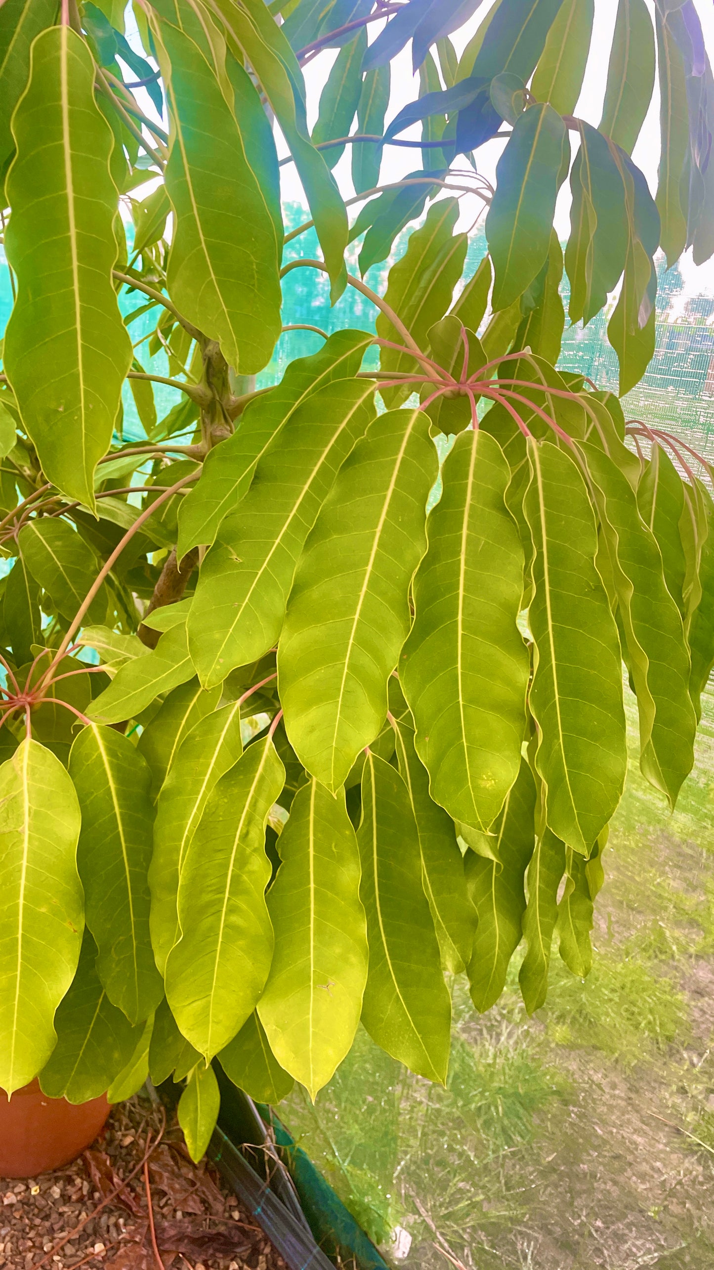 Schefflera actinophylla 80 cm, v50