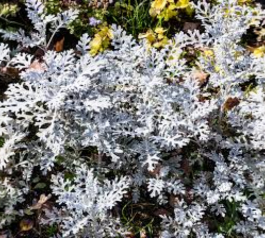 Senecio cineraria