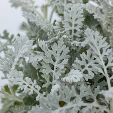 Senecio cineraria