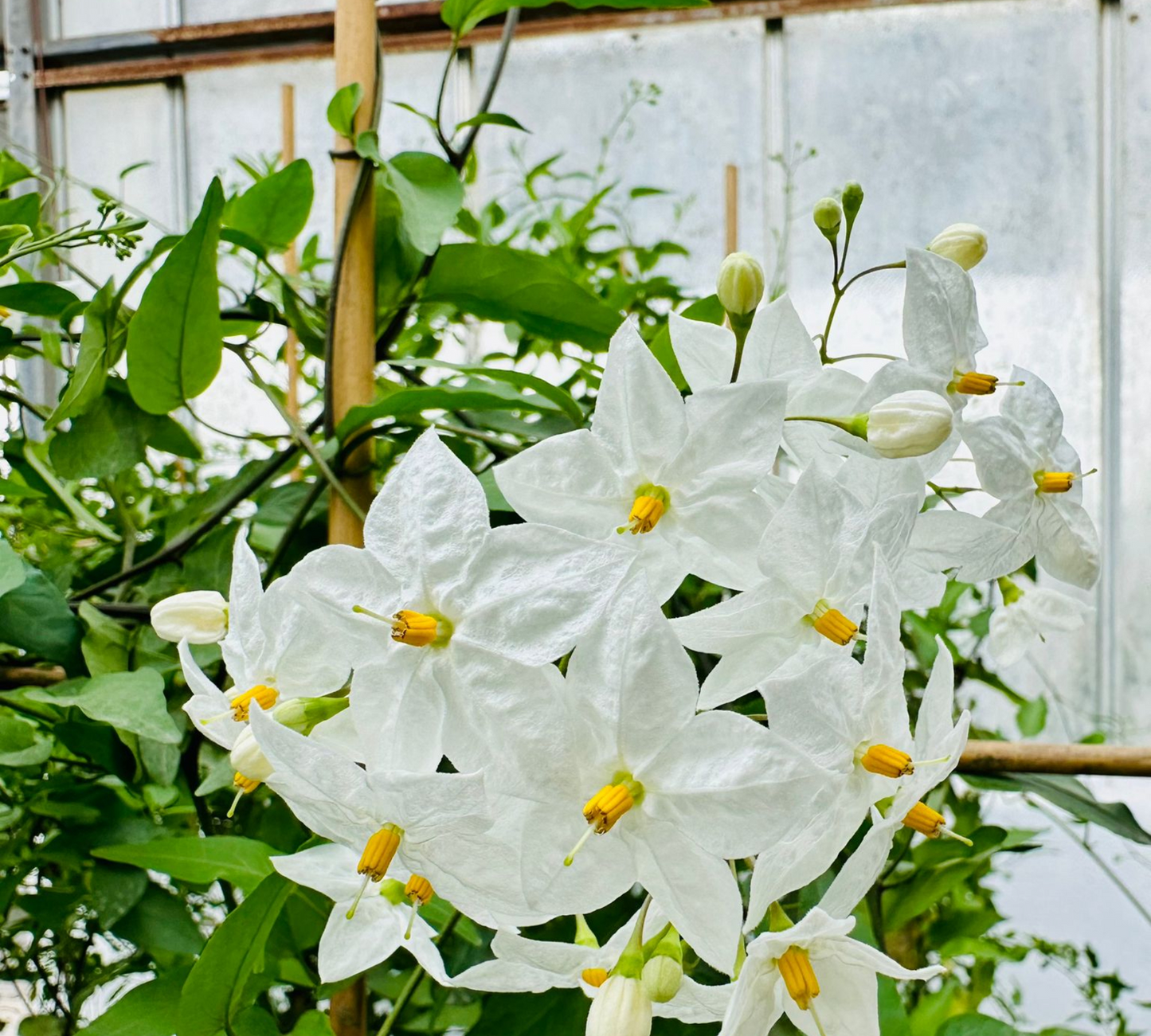 Solanum jasminoides bianco cespuglio cannav28