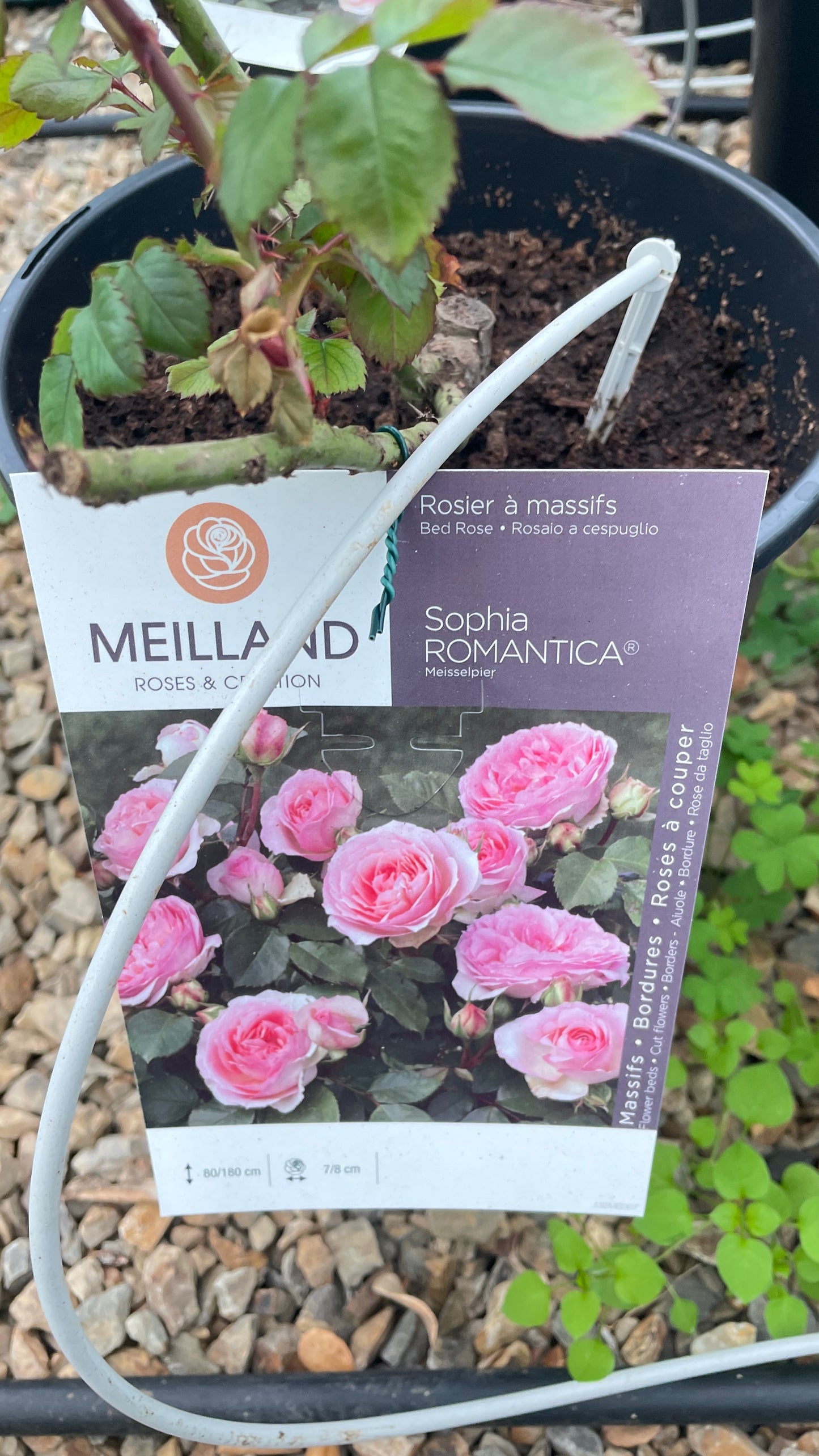 Sophia Romantica Meisselpier