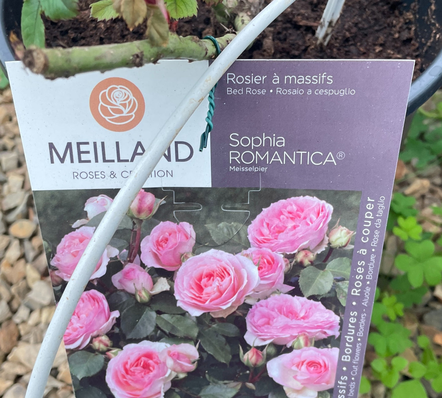 Sophia Romantica Meisselpier