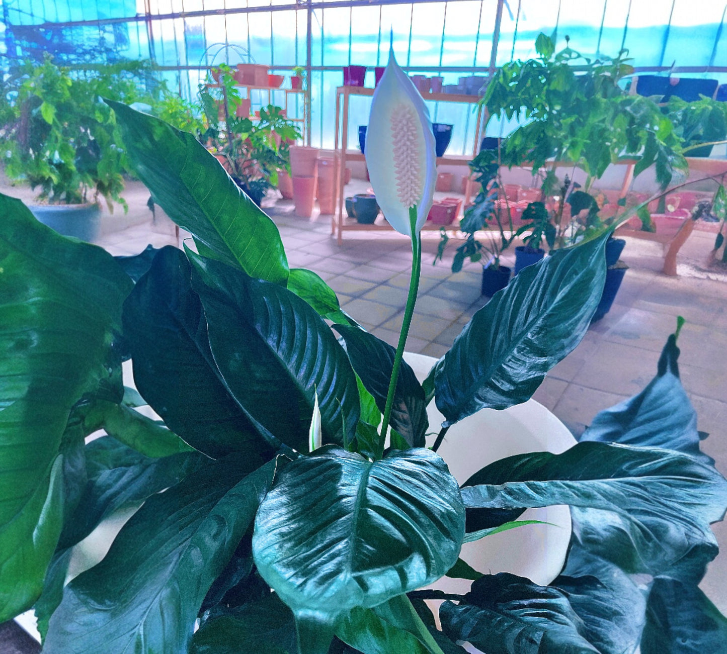 Spathiphyllum Martina v18 cm