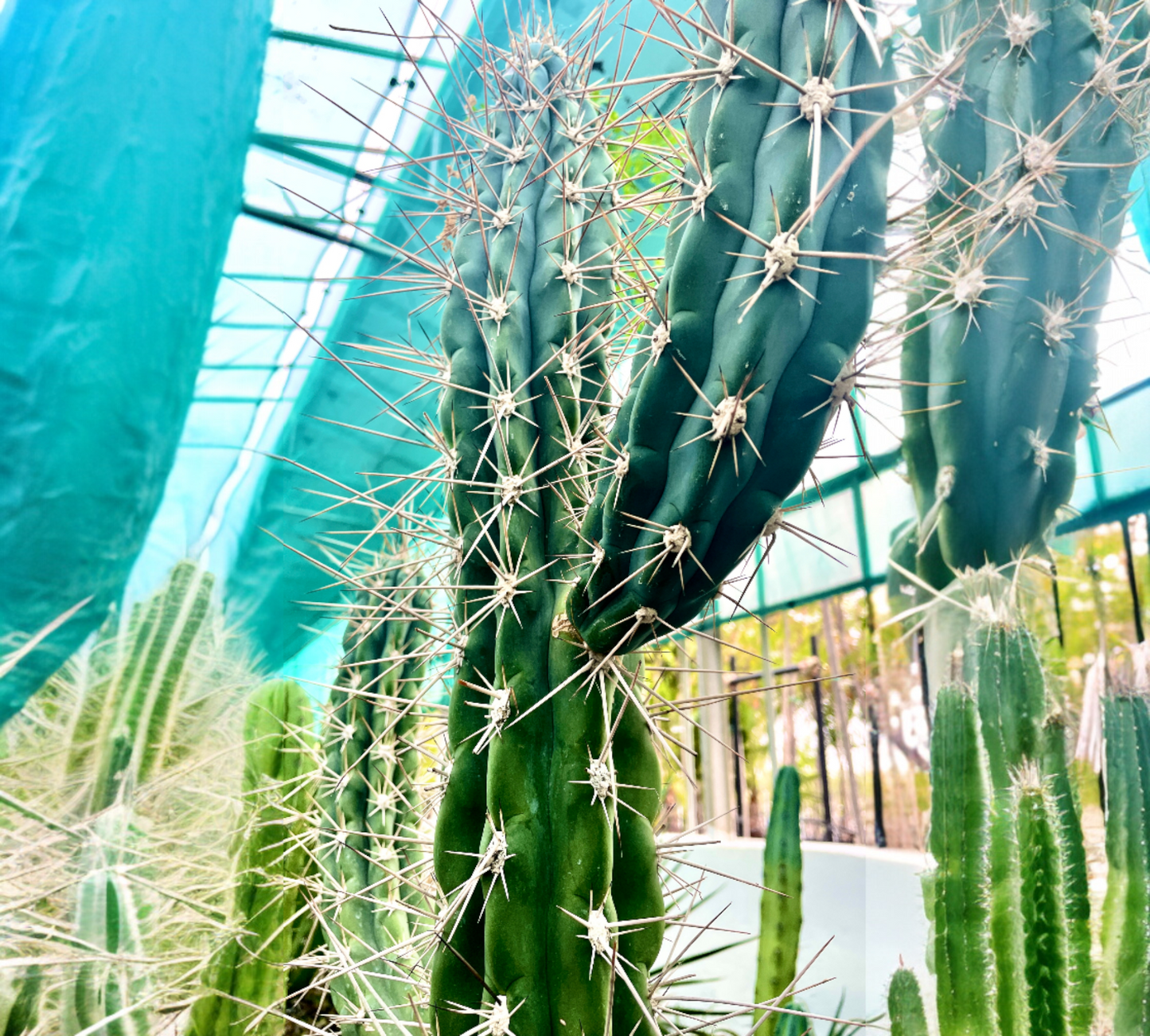 Stetsonia Coryne V 30 cm, H 100 cm