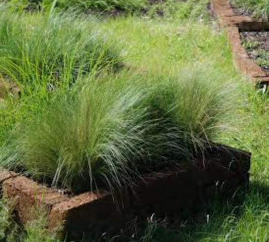 Stipa tenuissima