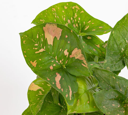 Syngonium Pink Splash v14 cm