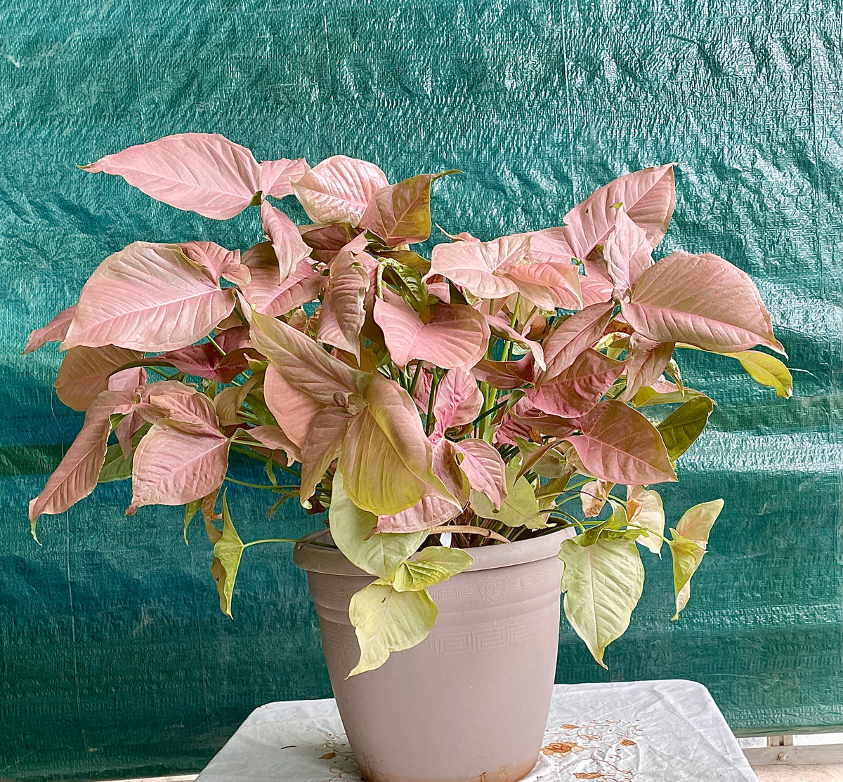 Syngonium