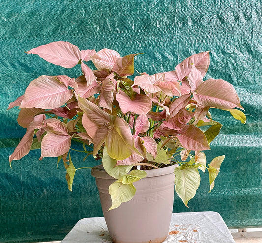 Syngonium