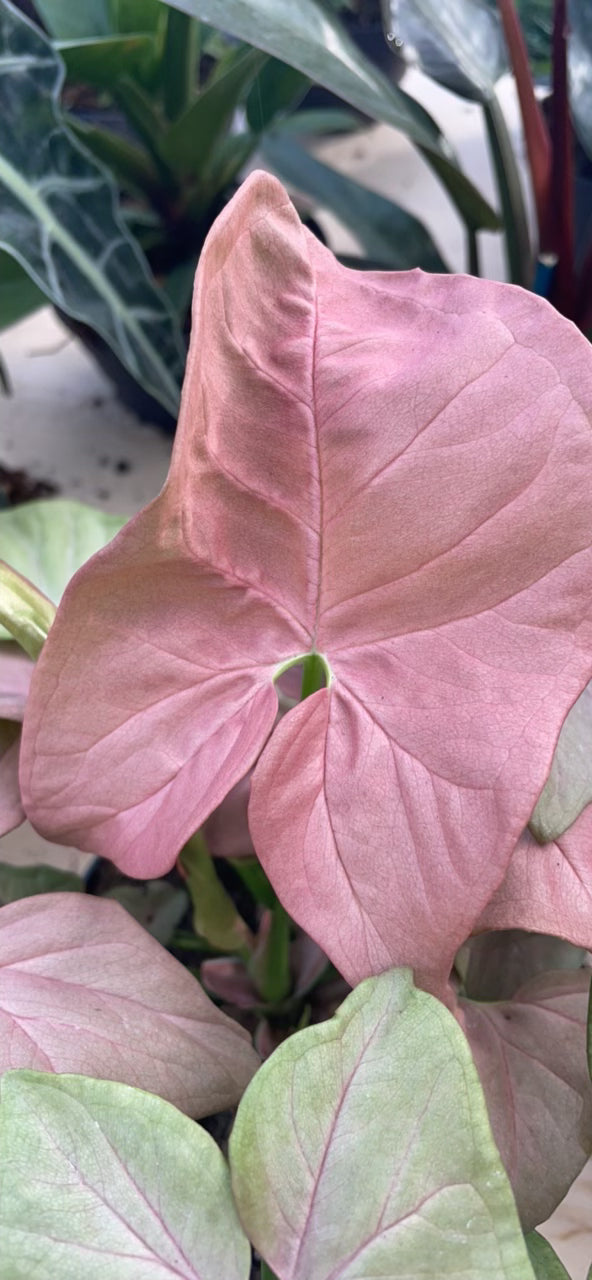 Syngonium