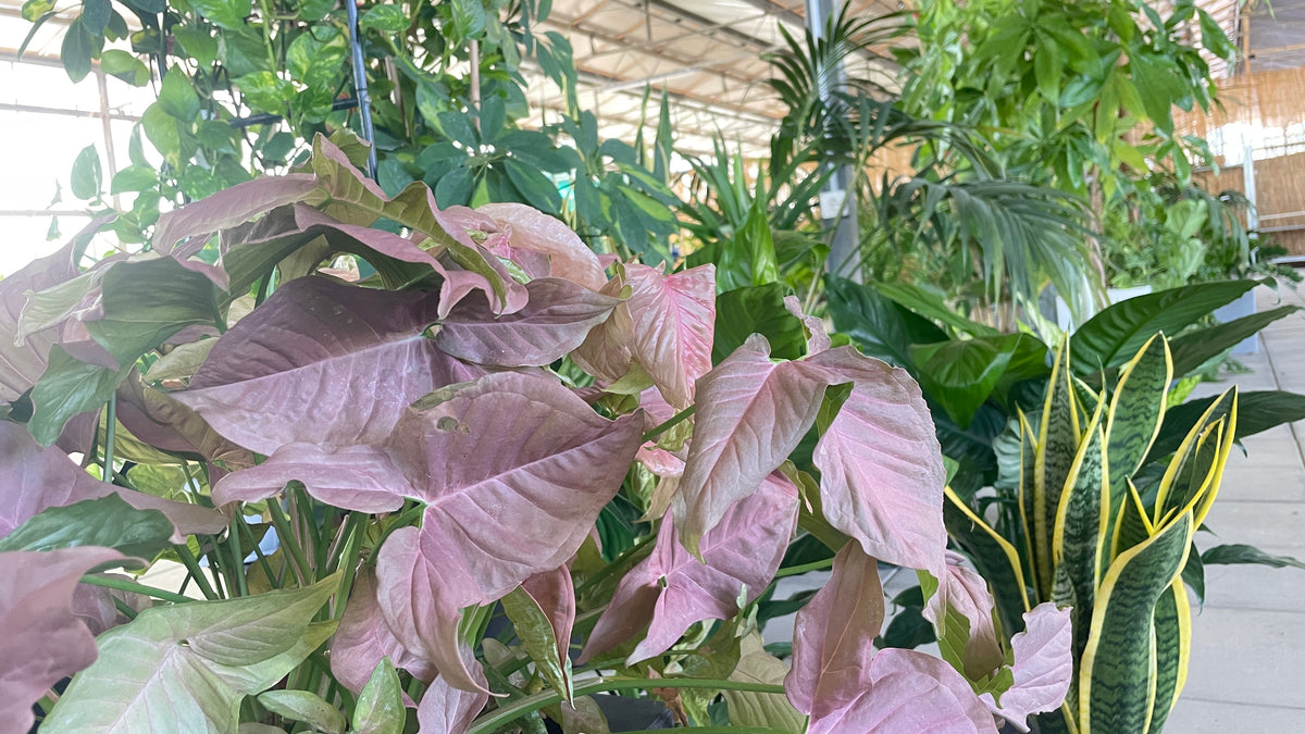Syngonium