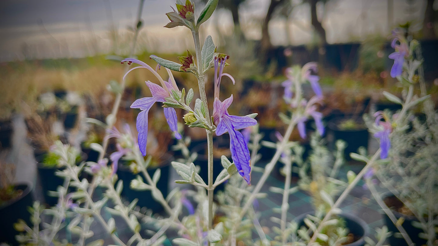 Teucrium lucidrys v18 cm